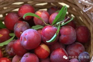 李子7月成熟最好吃？老果农揭秘口感巅峰