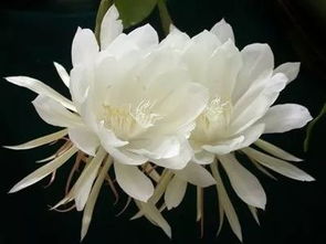 昙花功效大揭秘，这些好处你真的了解吗