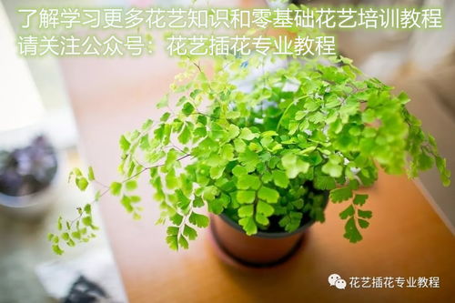 蕨类植物的生存之道