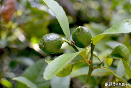 山楂树适合在哪种土壤条件下生长？