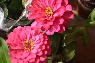 夏堇的逆袭：越秀区社区改过 绿化费用大节省