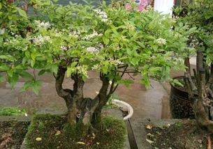 小叶女贞：自然的球形艺术