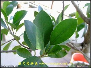 榕树叶子变小，是缺水还是病虫害
