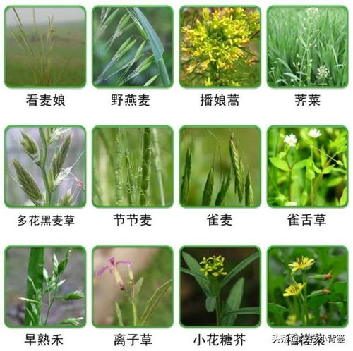 打药时间的选择