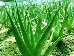 注意事项：适量食用， 平安第一