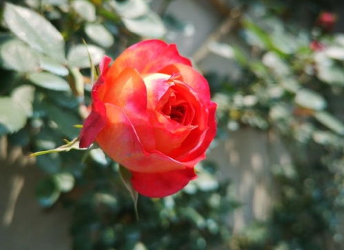 月季花枯萎，揭秘常见原因