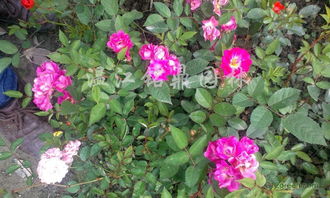 丰花月季的美丽与实用