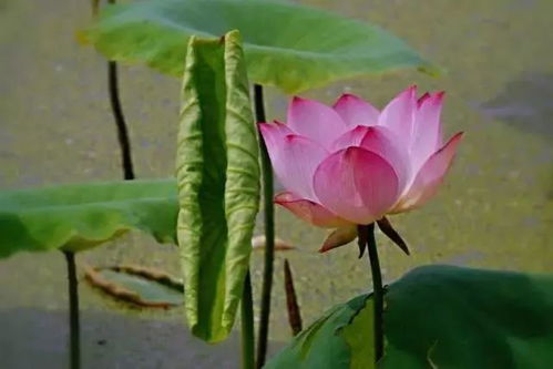 荷花搭配植物， 打造美丽花坛