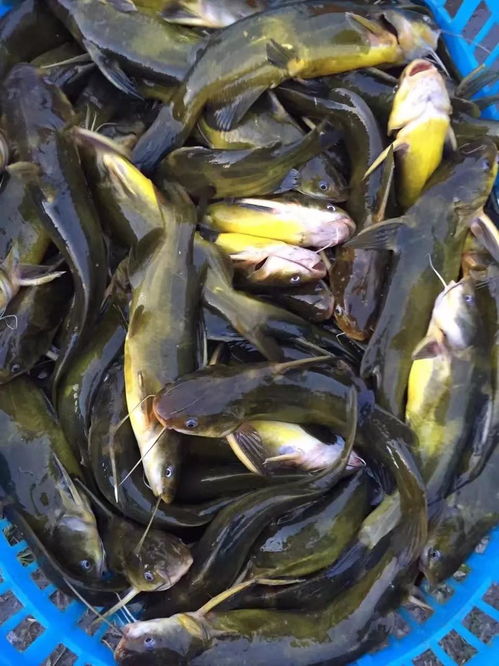 鳜鱼会吃由小鱼干加工成的饲料吗？