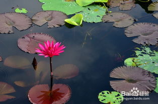 准备工作：等待芽儿冒出头来