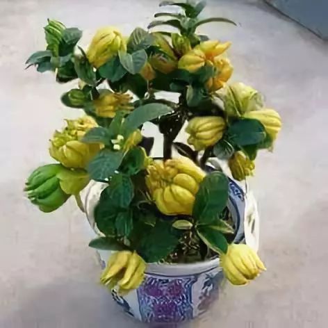 佛手盆栽怎么养？如何让果实累累