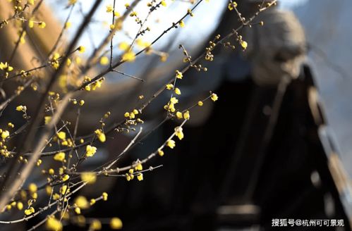 血草与蒲苇，美丽相伴