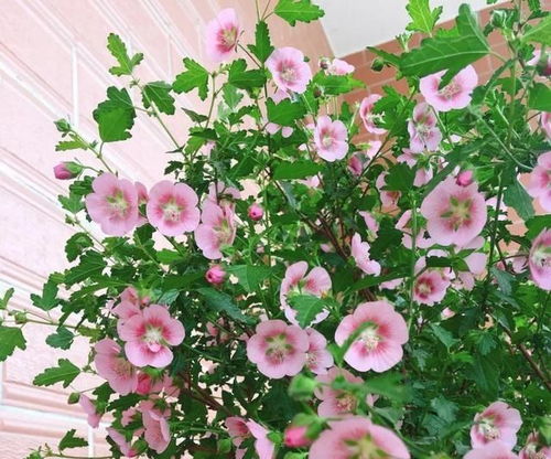 打造持续开花的早春花园