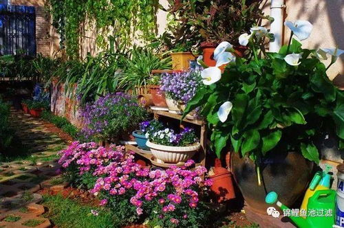 庭院里开花朵朵，多年生花卉大盘点！