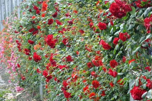 栽植地段及品种，讲究缘分