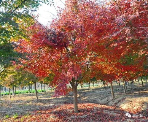 第四步：开沟条播， 种子埋进去