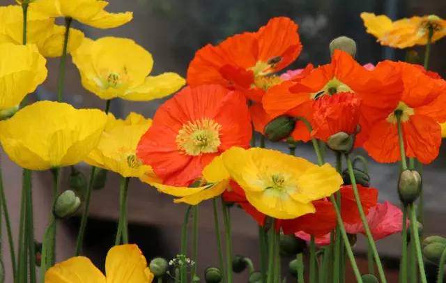 血泪教训：千万别碰虞美人！