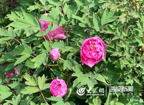 牡丹花蕾含苞待放，究竟美得惊心动魄