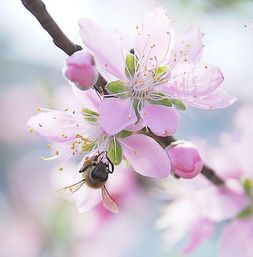 桃花之外3月开什么花