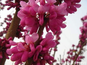 行家验货三部曲