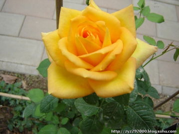 金黄花开， 粉晕点缀