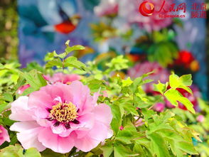 蓝花养护入门， 这些细节你不得不知