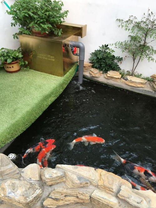 如何挑选家庭鱼池专用锦鲤饲料，避免踩雷？这五大品牌实测结果如何？