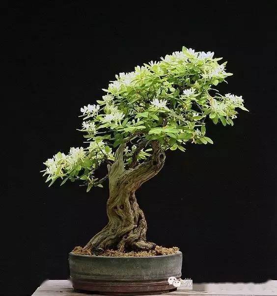 想打造金银花盆景？手把手教你制作技巧