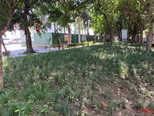 广州高速绿化带树木种植小记