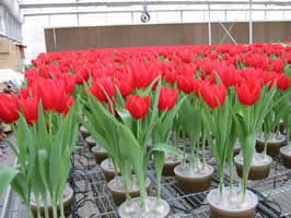 低温处理，花开的秘密