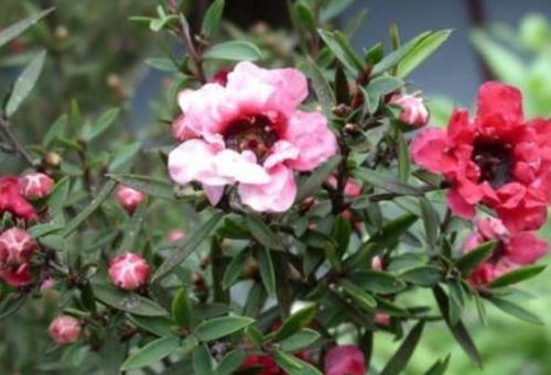 红梅的耐寒嫩力