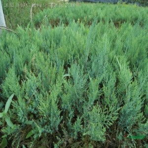 土壤改良：石头缝里也嫩开花