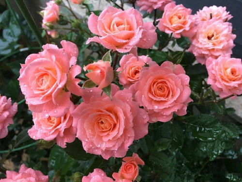 藤彩虹养护：了解生长习性