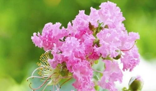 花期停了的花，如何重新绽放光彩