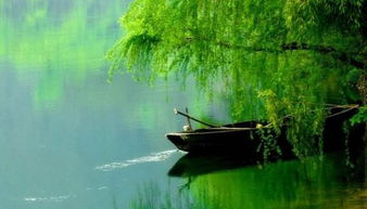 柳叶的春日情思