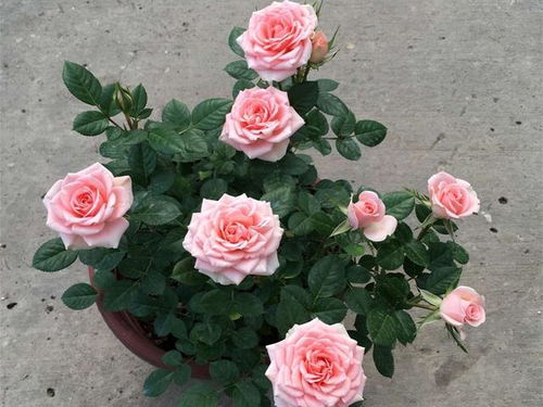 月季花专用茶水浇法，养花秘籍大公开！