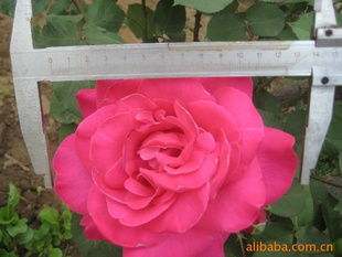 蓝色梦想：如诗如画的蓝调