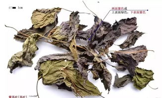 紫苏叶是唇形科植物紫苏的干燥叶