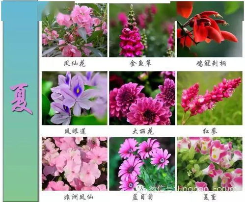 冬天里盛开的花都有哪些种类？请列举一下冬季的花卉大全