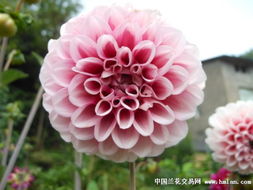 报春花种子种植后多久会发芽？不同品种的发芽时间有何差异