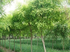 河南国槐苗木批发市场探秘