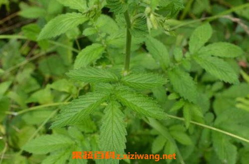 龙牙草：绿色农业新宠