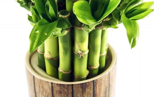 土培黄金配方， 烧苗三次换来的经验