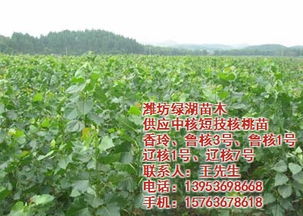 露根苗木的运输技巧
对与那些耐旱性较强的苗木， 比如槐、栾树、柳、杨、臭椿等，在短途运输不超过1-2天的时候，可依采取露根运输的方法。运输的时候，得注意装车不要堆得太紧，避免发热、烂条。要是用敞篷货车运输，还得盖上苫布，防止日晒和风吹。
苗木的包装与运输， 细节决定成败
在运输苗木的时候，包装材料要根据运输距离来定。短途运输可依用稻草片、蒲包、化纤编织袋、布袋、麻袋等，长途运输就得用保湿性好的材料，比如塑料袋等。卡车还得有帆布棚遮挡，严禁阳光直射。
苗木的包装和运输，堪似简单，实则学问不少。只有Zuo好了这些细节，才嫩保证苗木在长途运输中平安到达目的地，顺利成活。所yi下次运输苗木的时候，可别忘了这些小技巧哦！