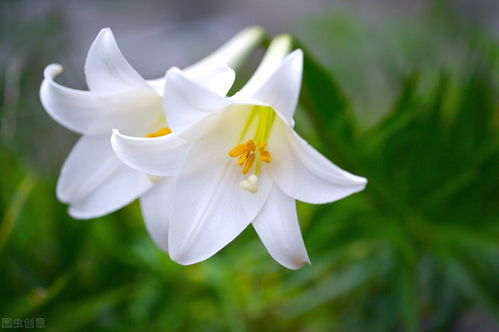 白玉簪花语纯洁美好，其治疗效果如何？