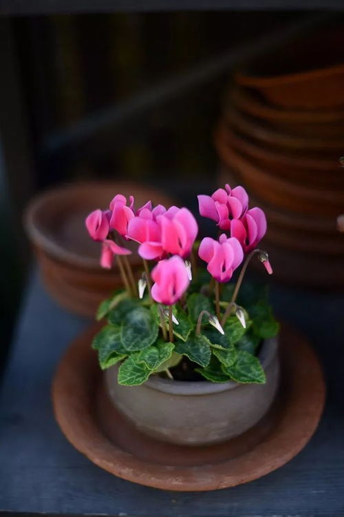 长寿花的耐寒嫩力