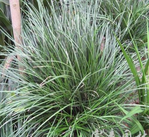 麦冬草的耐寒特性