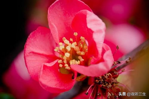 冬天海棠花蕾凋零，为何提前谢幕