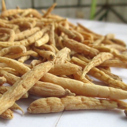 太子参泡水一次放几根？专家揭秘最佳用量