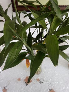 如何正确种植鸟巢蕨？有哪些养殖方法和注意事项需要注意